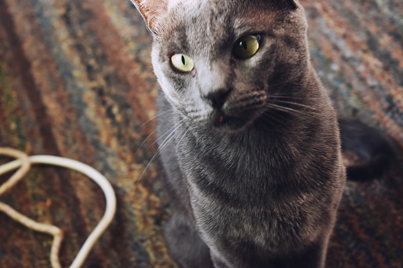 淡蓝色的猫