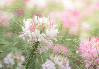 蜘蛛花园桑树纸纹理风格