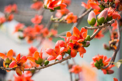丝棉花