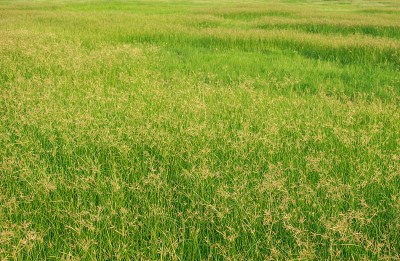 绿草甸夏季草原