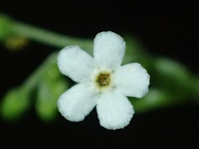 野花