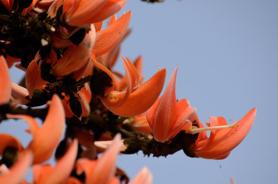 Butea monosperma花