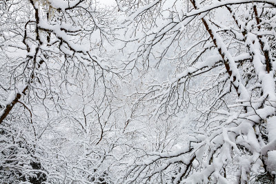 冬天的树木与雪覆盖的树枝
