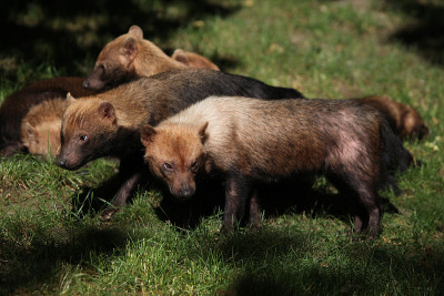 丛林犬(Speothos venatica)