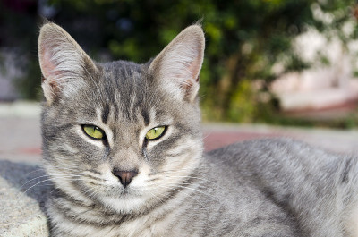 欧洲灰猫在看相机
