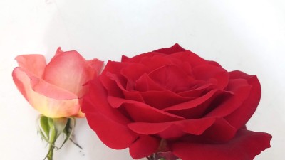 黑玫瑰花特写。