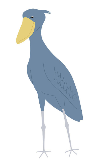 整个身体的Shoebill也被称为鲸头鹳。