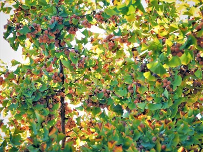 ginkgo1
