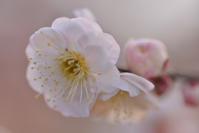 梅花