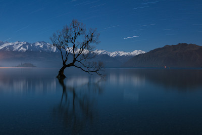 著名的Lone Wanaka树