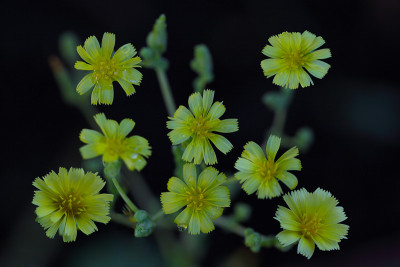 莴苣花