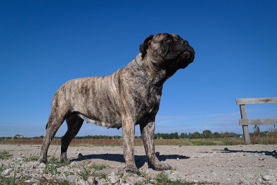 bullmastiff