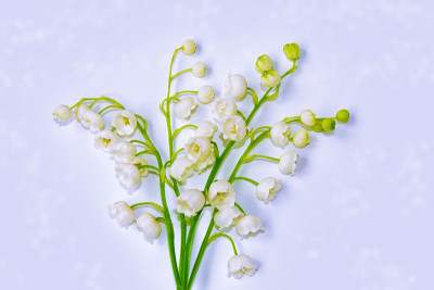 春天的山谷百合花。