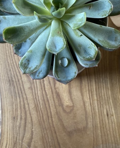 滴