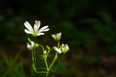 白色的花生长在绿色的森林里