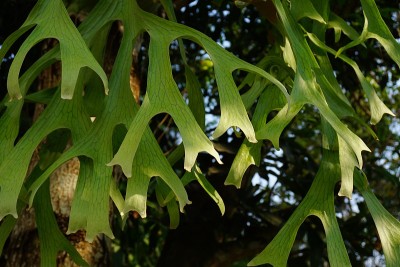Polypodium polycarpon叶