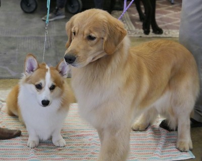 彭布罗克威尔士科基犬