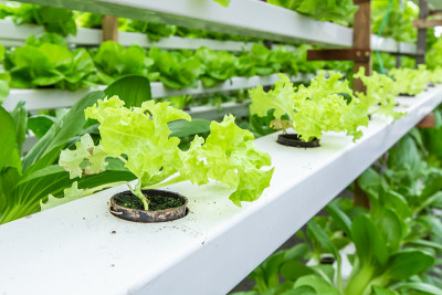 水培有机蔬菜种植农场。