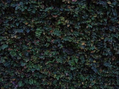 匍匐无花果植物