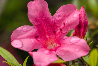花园公园里粉红色的杜鹃花