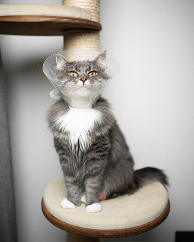 猫术后戴锥形保护