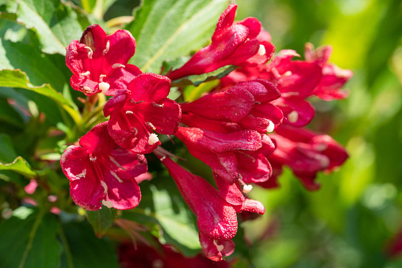 Weigela (Weigela佛罗里达)