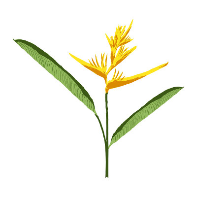 橙色螺旋花载体插图，孤立的热带植物