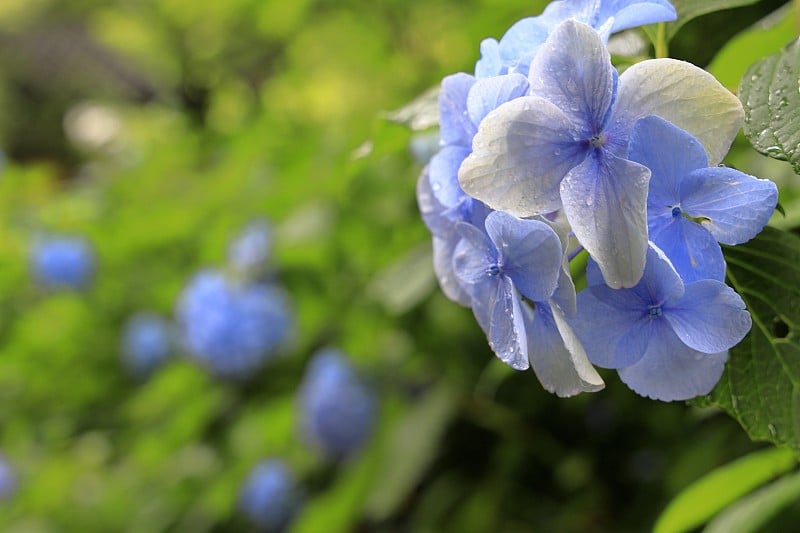 日本神奈川镰仓的绣球花(一种浅蓝色的花)