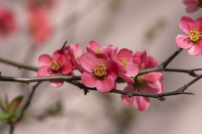 木瓜为日本山楂温柏花灌木，美丽的粉红色花朵在春天的枝条上盛开