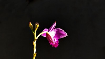 美丽Arundina兰花