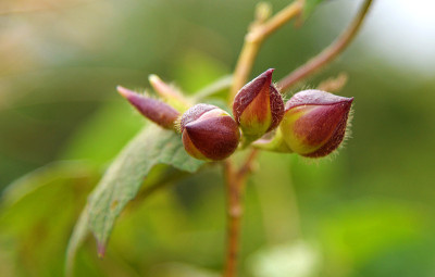 伞梅属植物常春藤缠绕/旋花科