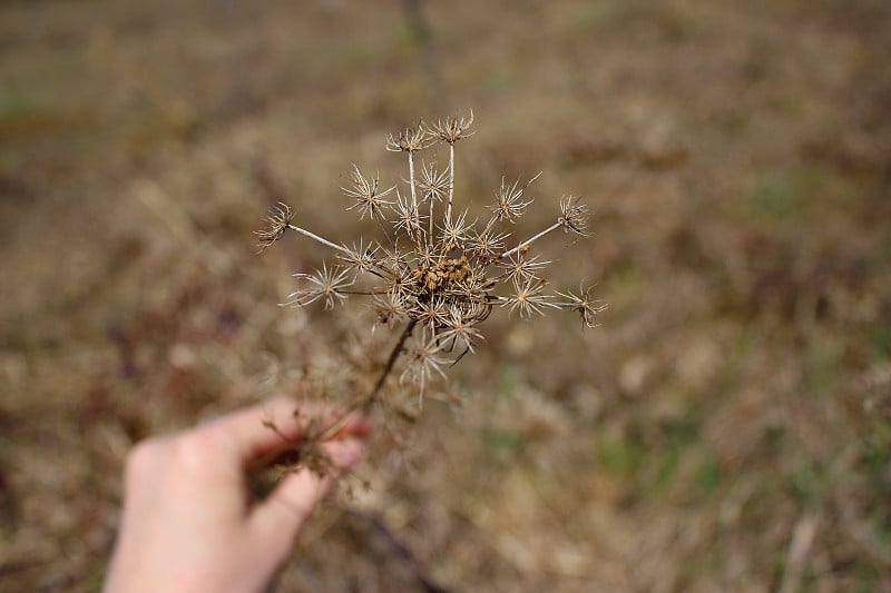 干胡萝卜，俗称野胡萝卜，燕窝，主教的花边，和安妮女王的花边