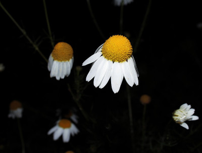 甘菊