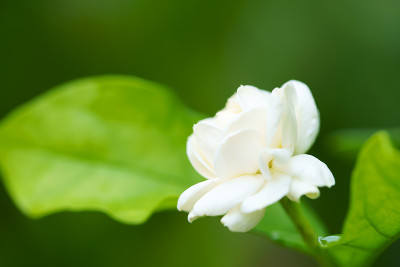 白色的茉莉花