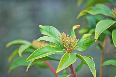 Kalmia