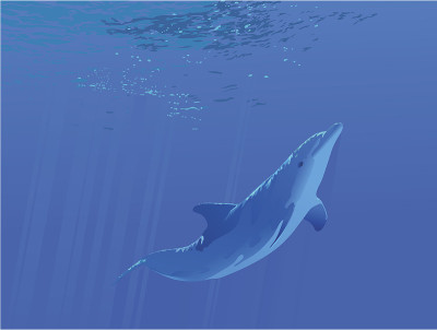 海豚游泳