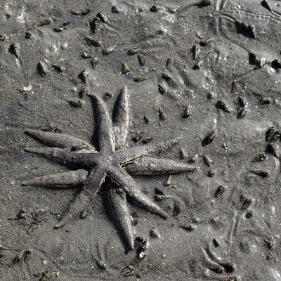 两个海星类