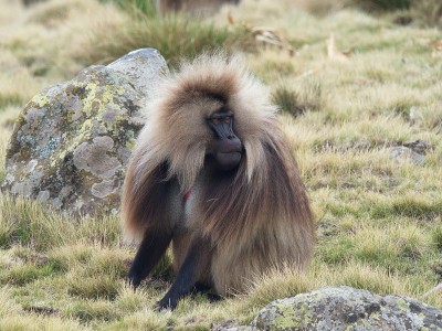侧面的肖像，狮尾猿(Theropithecus Gelada)吃草风吹毛皮Semien山，埃塞俄比亚