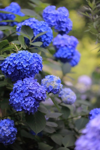 公园里盛开的绣球花