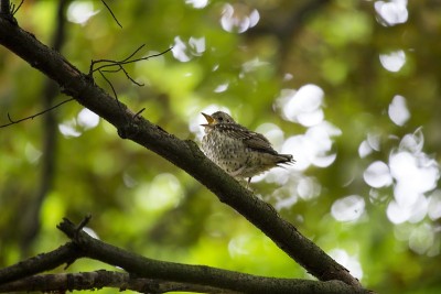 Song Thrush (Turdus philomelos)