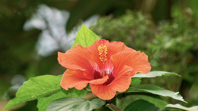 芙蓉