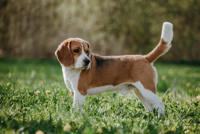 狗小猎犬