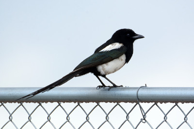 黑嘴喜鹊也叫美洲喜鹊鸟