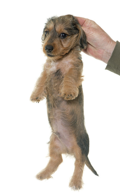 抱着小狗铁丝毛腊肠犬