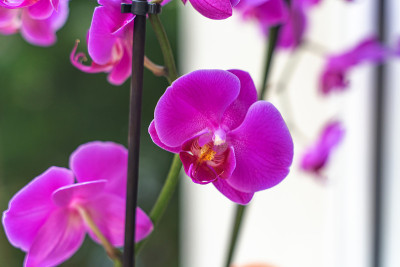 紫色兰花的花