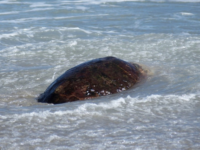 红海龟(Caretta Caretta)