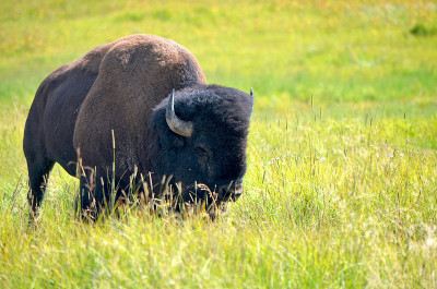 bisonte的黄石公园