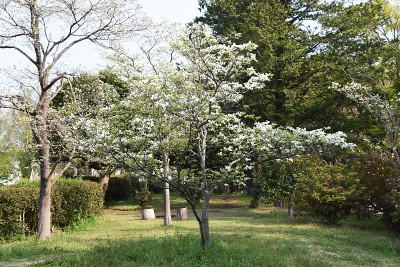 山茱萸(佛罗里达山茱萸)
