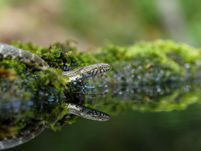 Snake说，Natrix tessellata