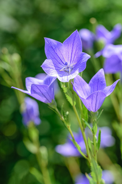 Platycodon grandiflorus